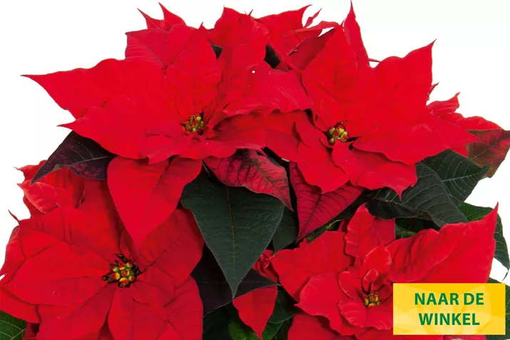 Kerststerren_Christmas_Universe.jpg Kerststerren_Christmas_Universe.jpg