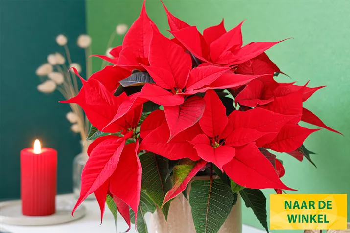 Kerststerren_Christmas_Time.jpg Kerststerren_Christmas_Time.jpg