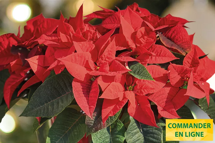 Poinsettias_Qismas_forever.jpg Poinsettias_Qismas_forever.jpg