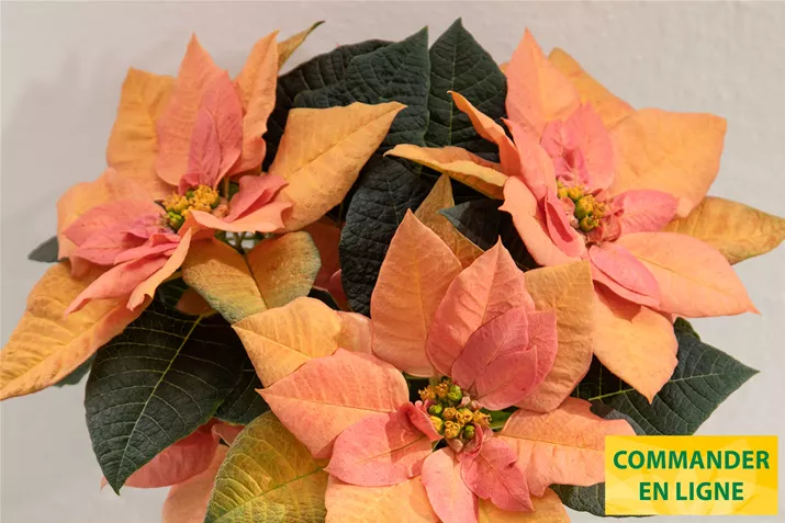 Poinsettias_Qismas_Apricot_Star.jpg Poinsettias_Qismas_Apricot_Star.jpg