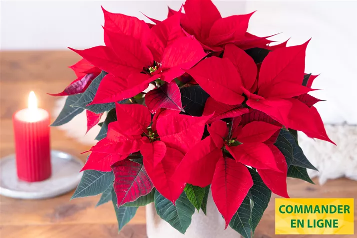 Poinsettias_Qismas_Night.jpg Poinsettias_Qismas_Night.jpg