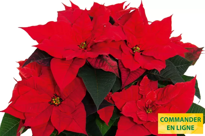 Poinsettias_Christmas_Universe.jpg Poinsettias_Christmas_Universe.jpg