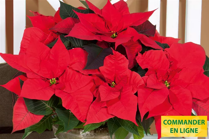 Poinsettias_Christmas_Aurora.jpg Poinsettias_Christmas_Aurora.jpg