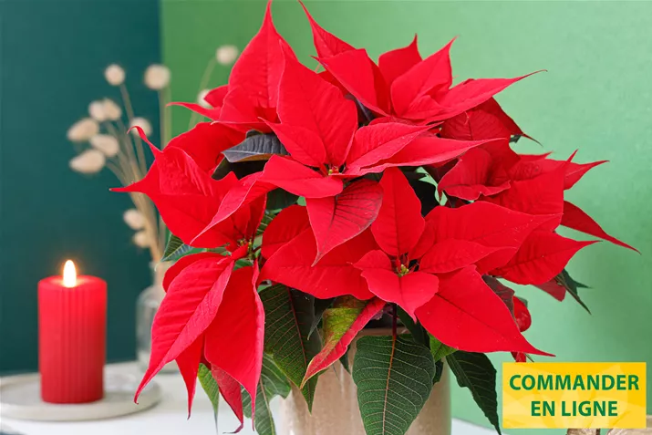 Poinsettias_Christmas_Time.jpg Poinsettias_Christmas_Time.jpg