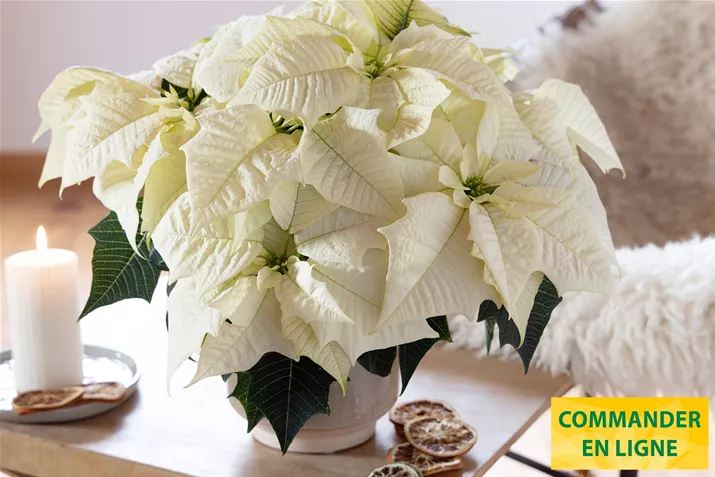 Poinsettias_Qismas_White.jpg Poinsettias_Qismas_White.jpg