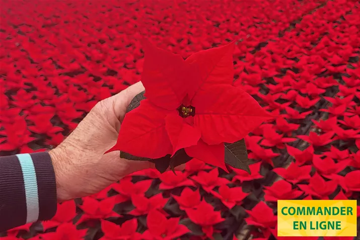 Poinsettias_Qismas_Bond.jpg Poinsettias_Qismas_Bond.jpg