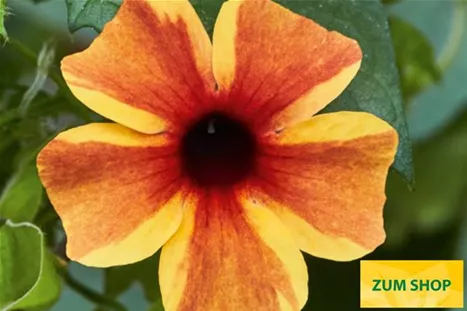 Thunbergia_Sunny-Susy_Amber-Stripes.jpg