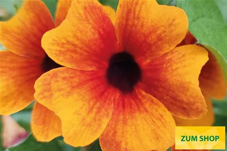 Thunbergia_Sunny-Susy_Orange&Red.jpg