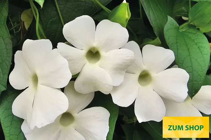 Thunbergia 'Sunny Susy® White Wedding'.jpg