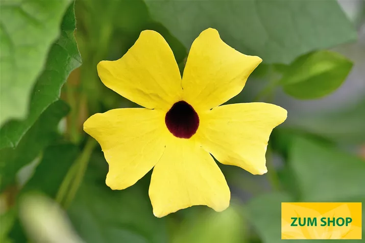 Thunbergia_Sunny-Susy_Yellow Dark Eye.jpg