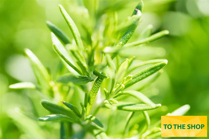 Organic_Rosemary_Abraxmaxx.jpg Organic_Rosemary_Abraxmaxx.jpg