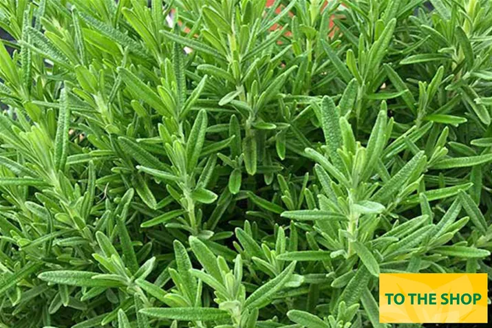 Organic_Rosmary_Britania_Compact_Volmary.jpg Organic_Rosmary_Britania_Compact_Volmary.jpg