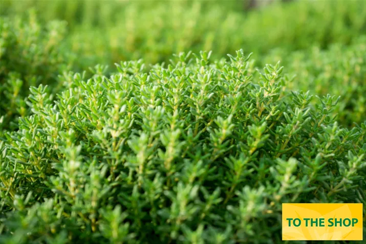 Organic_Thyme_Fredo_Volmary.jpg Organic_Thyme_Fredo_Volmary.jpg