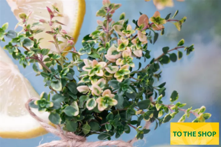 Organic_Lemon_Thyme_Volmary.jpg Organic_Lemon_Thyme_Volmary.jpg