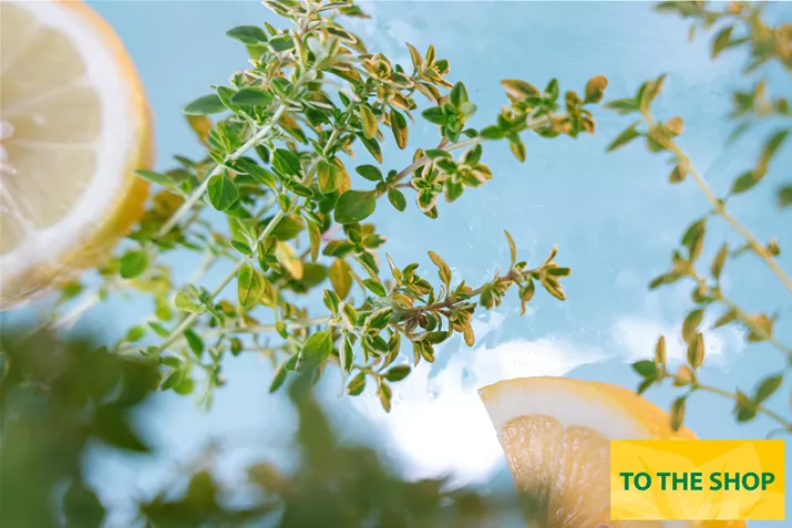 Organic-Lemon-Thyme-Volmary.jpg Organic-Lemon-Thyme-Volmary.jpg