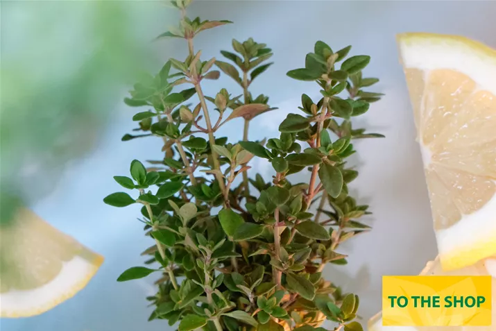 Organic_Lemon_Thyme-Volmary.jpg Organic_Lemon_Thyme-Volmary.jpg