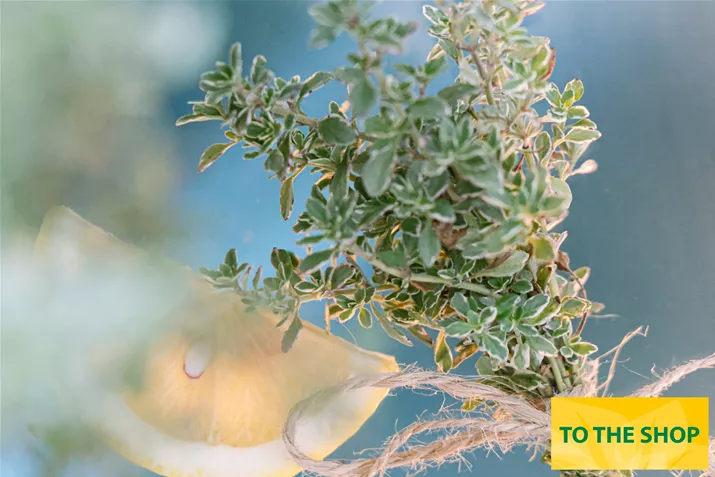 Organic-Lemon-Thyme_Volmary.jpg Organic-Lemon-Thyme_Volmary.jpg