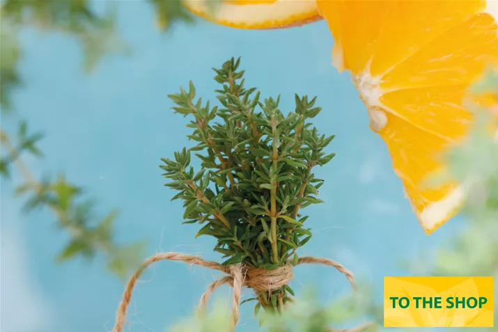 Organic-Orange-Thyme-Volmary.jpg Organic-Orange-Thyme-Volmary.jpg