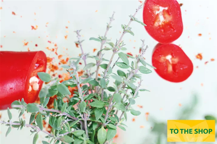 Organic-Chili-Thyme-Volmary.jpg Organic-Chili-Thyme-Volmary.jpg