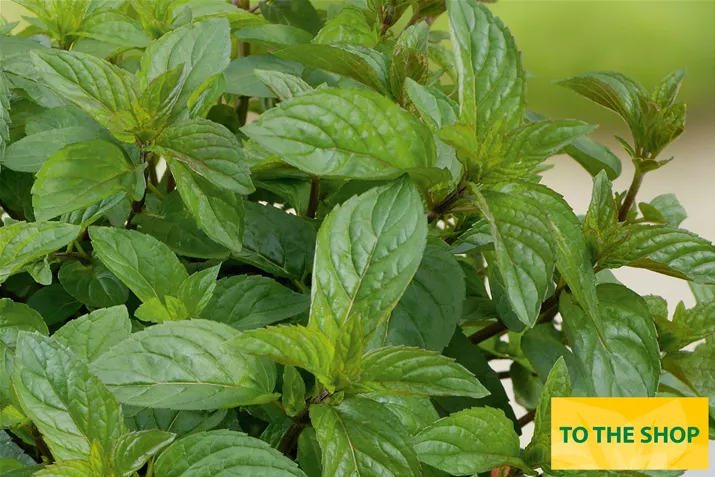 Organic-Chocolate-Mint-Volmary.jpg Organic-Chocolate-Mint-Volmary.jpg