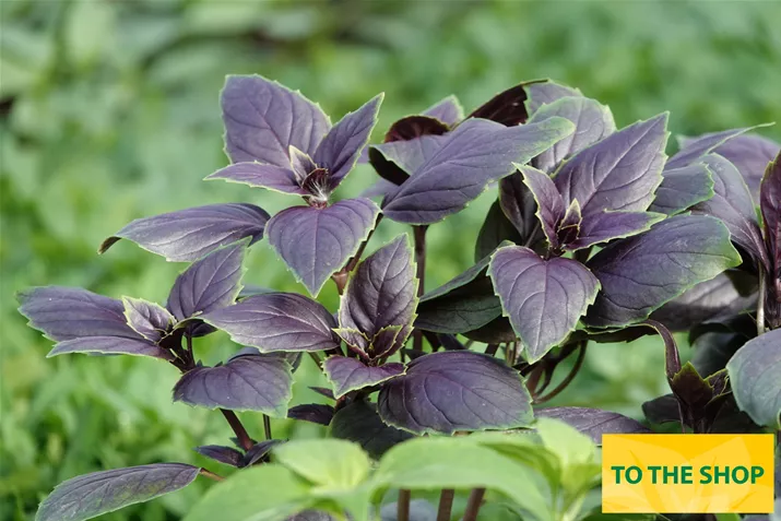 Organic-Leaf-Basil_Volmary.jpg Organic-Leaf-Basil_Volmary.jpg