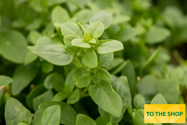 Organic-Leaf_Basil_Volmary.jpg Organic-Leaf_Basil_Volmary.jpg