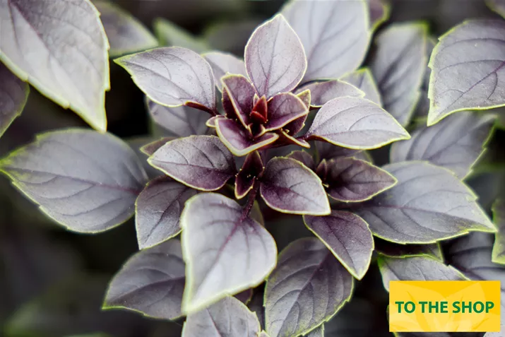 Organic_Leaf_Basil-Volmary.jpg Organic_Leaf_Basil-Volmary.jpg