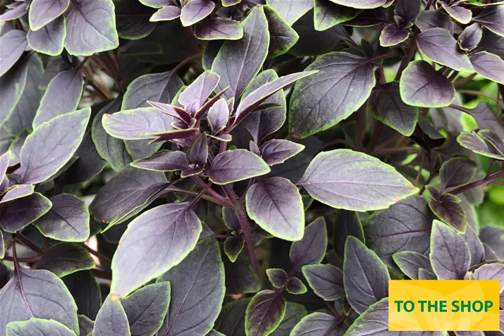 Organic_Leaf-Basil-Volmary.jpg Organic_Leaf-Basil-Volmary.jpg