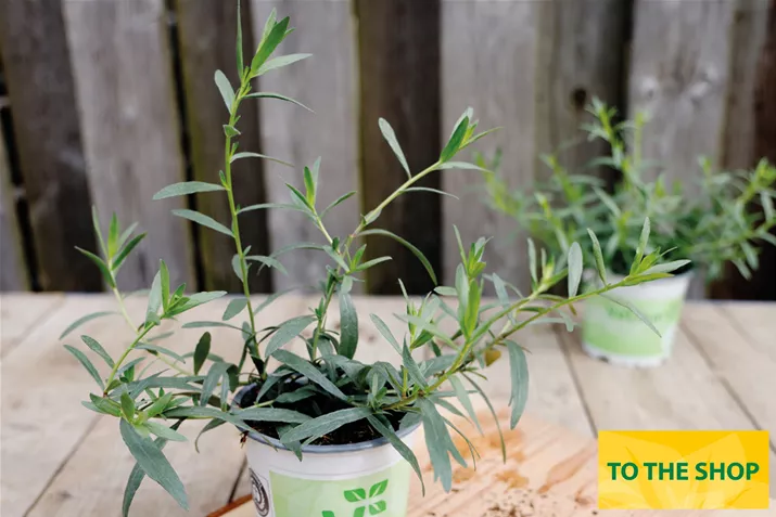 Organic_French_Tarragon_Volmary.jpg Organic_French_Tarragon_Volmary.jpg