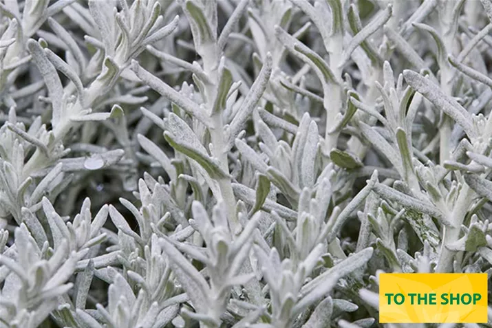 Organic-Curry-Plant_Volmary.jpg Organic-Curry-Plant_Volmary.jpg