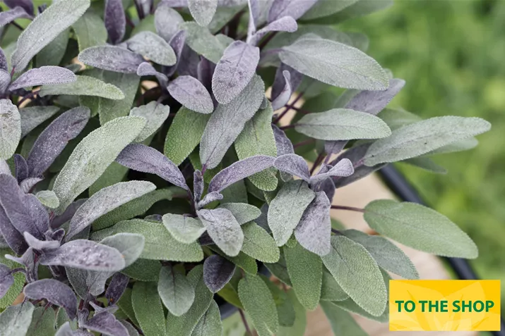 Organic_Sage_Volmary.jpg Organic_Sage_Volmary.jpg