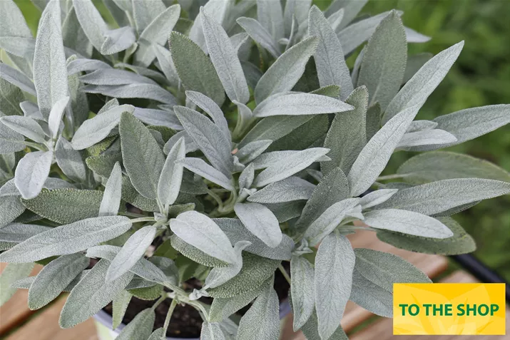 Organic_Sage_Mandala_Volmary.jpg Organic_Sage_Mandala_Volmary.jpg