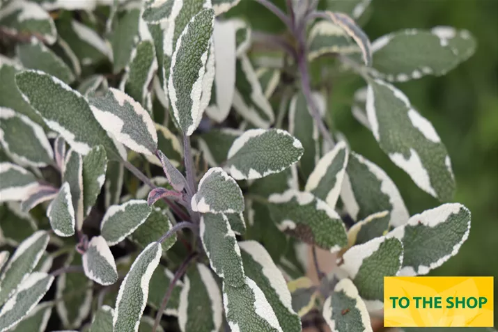 Organic_Sage_Mandala_Tricolor_Volmary.jpg Organic_Sage_Mandala_Tricolor_Volmary.jpg