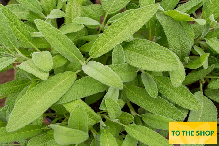 Organic_Sage_Evita_Strong_Volmary.jpg Organic_Sage_Evita_Strong_Volmary.jpg