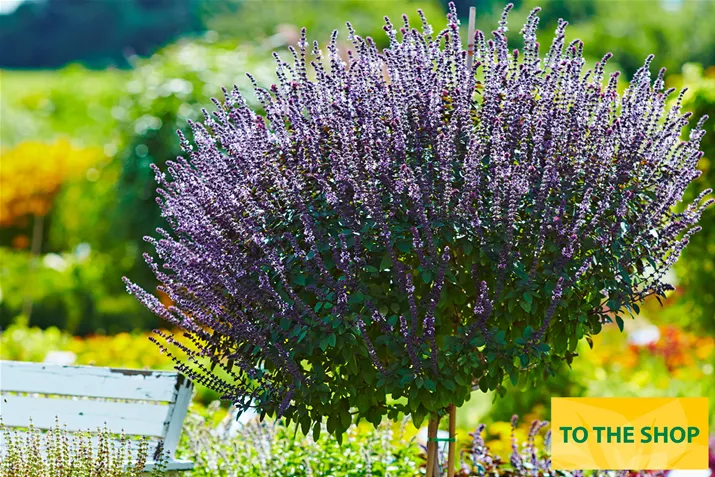 Organic_Basil_Magic-Blue_Volmary.jpg Organic_Basil_Magic-Blue_Volmary.jpg