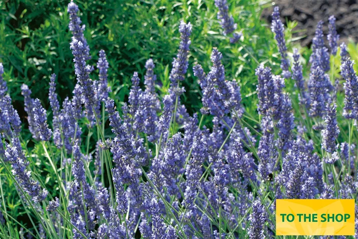 Organic_Lavender_Volmary.jpg Organic_Lavender_Volmary.jpg