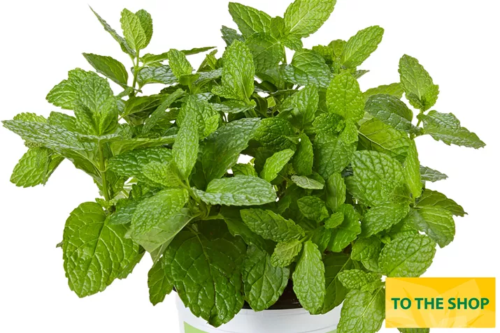 Organic_Mint_Casablanca-Volmary.jpg Organic_Mint_Casablanca-Volmary.jpg