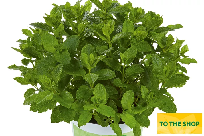 Organic_Mint_Marokko_Volmary.jpg Organic_Mint_Marokko_Volmary.jpg