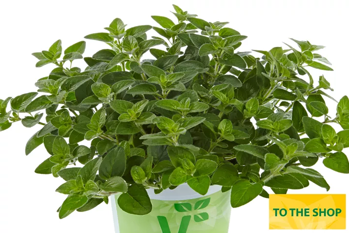 Organic_Oregano_Margeritha_Volmary.jpg Organic_Oregano_Margeritha_Volmary.jpg