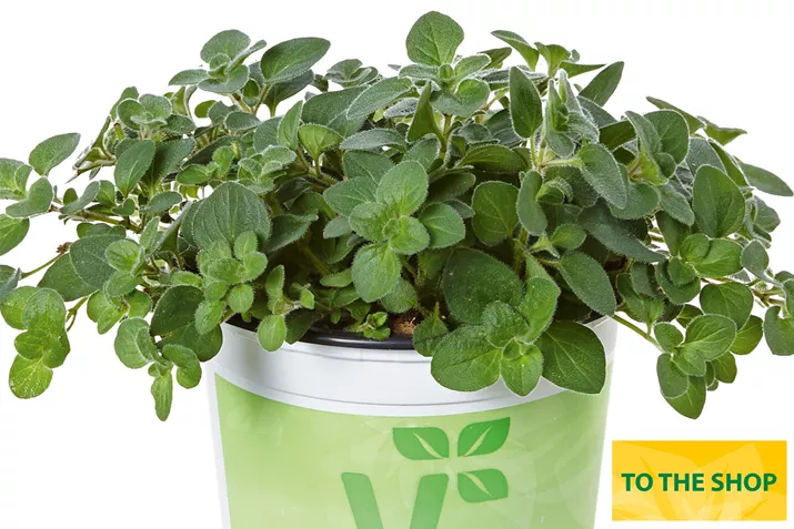 Organic_Oregano_Poncho_Volmary.jpg Organic_Oregano_Poncho_Volmary.jpg