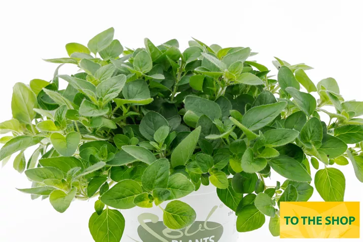 Organic_Oregano_Vitara-Green_Volmary.jpg Organic_Oregano_Vitara-Green_Volmary.jpg