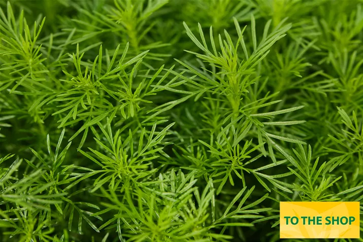 Organic_Tagetes_Dropshot_Volmary.jpg Organic_Tagetes_Dropshot_Volmary.jpg