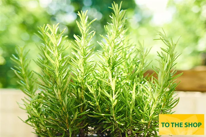 Organic_Rosemary_Abraxas_Volmary.jpg Organic_Rosemary_Abraxas_Volmary.jpg