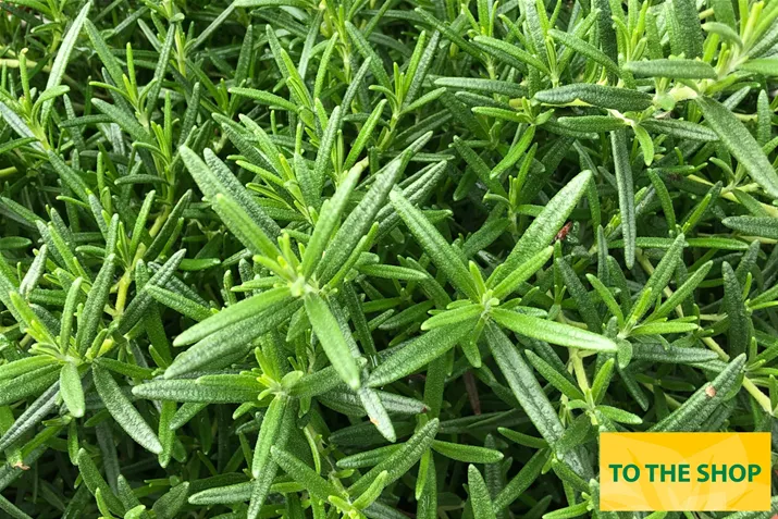 Organic_Rosemary_Riviera_Bush_Volmary.jpg Organic_Rosemary_Riviera_Bush_Volmary.jpg