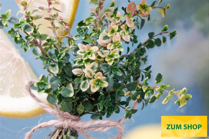 BIO-Zitronen-Thymian-Lemon-Cascata-Volmary.jpg