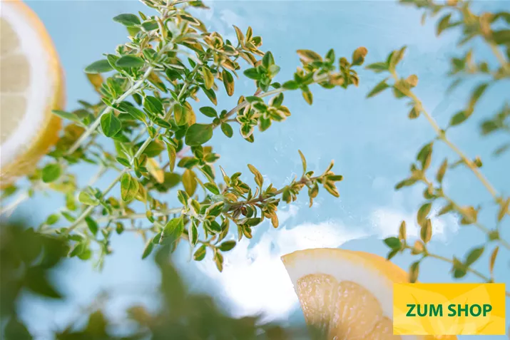BIO_Zitronen-Thymian-Lemon-Gold-Volmary.jpg