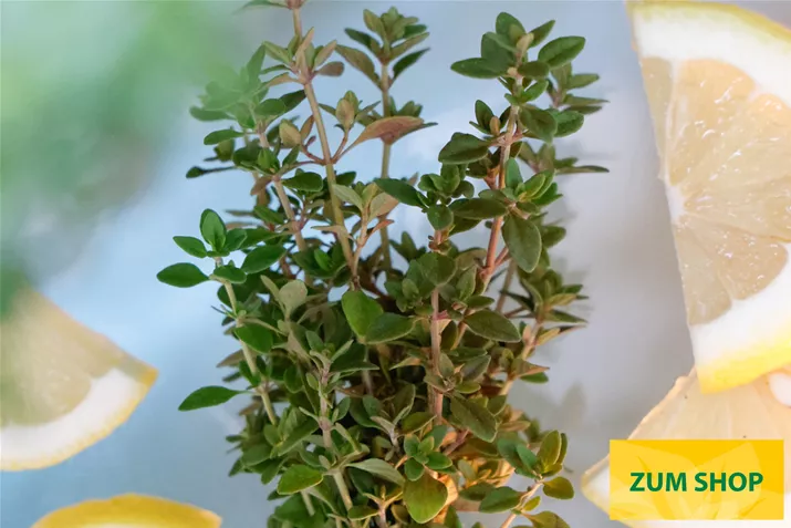 BIO_Zitronen_Thymian-Lemon-Green-Volmary.jpg