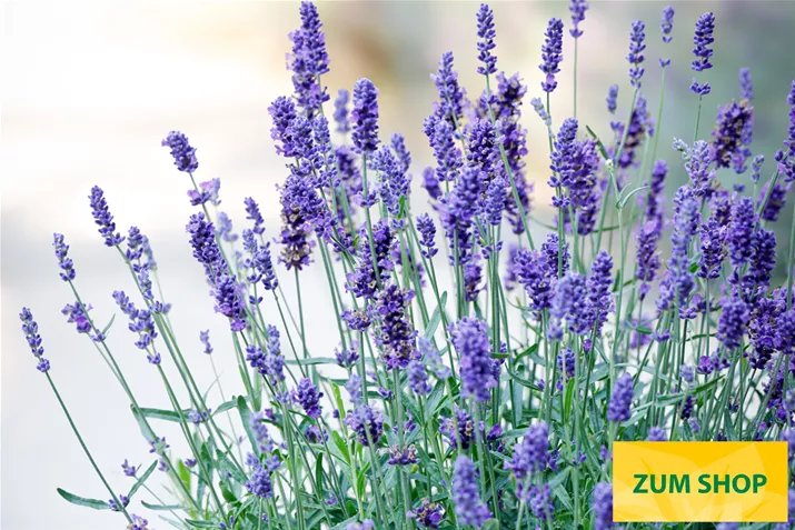 BIO-Duft-Lavendel-Volmary.jpg