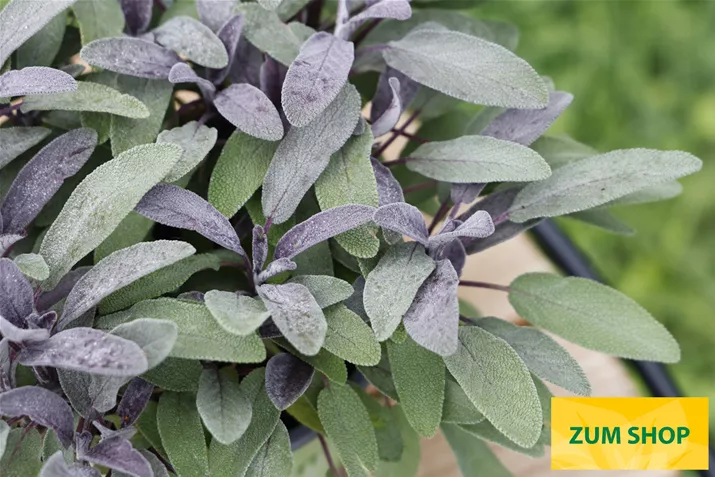 BIO-Salbei-Mandala-Purpur-Volmary.jpg