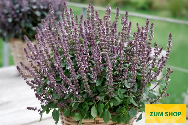 BIO-Basilikum-Belmona-Purple-Volmary.jpg